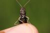 Omocestus rufipes